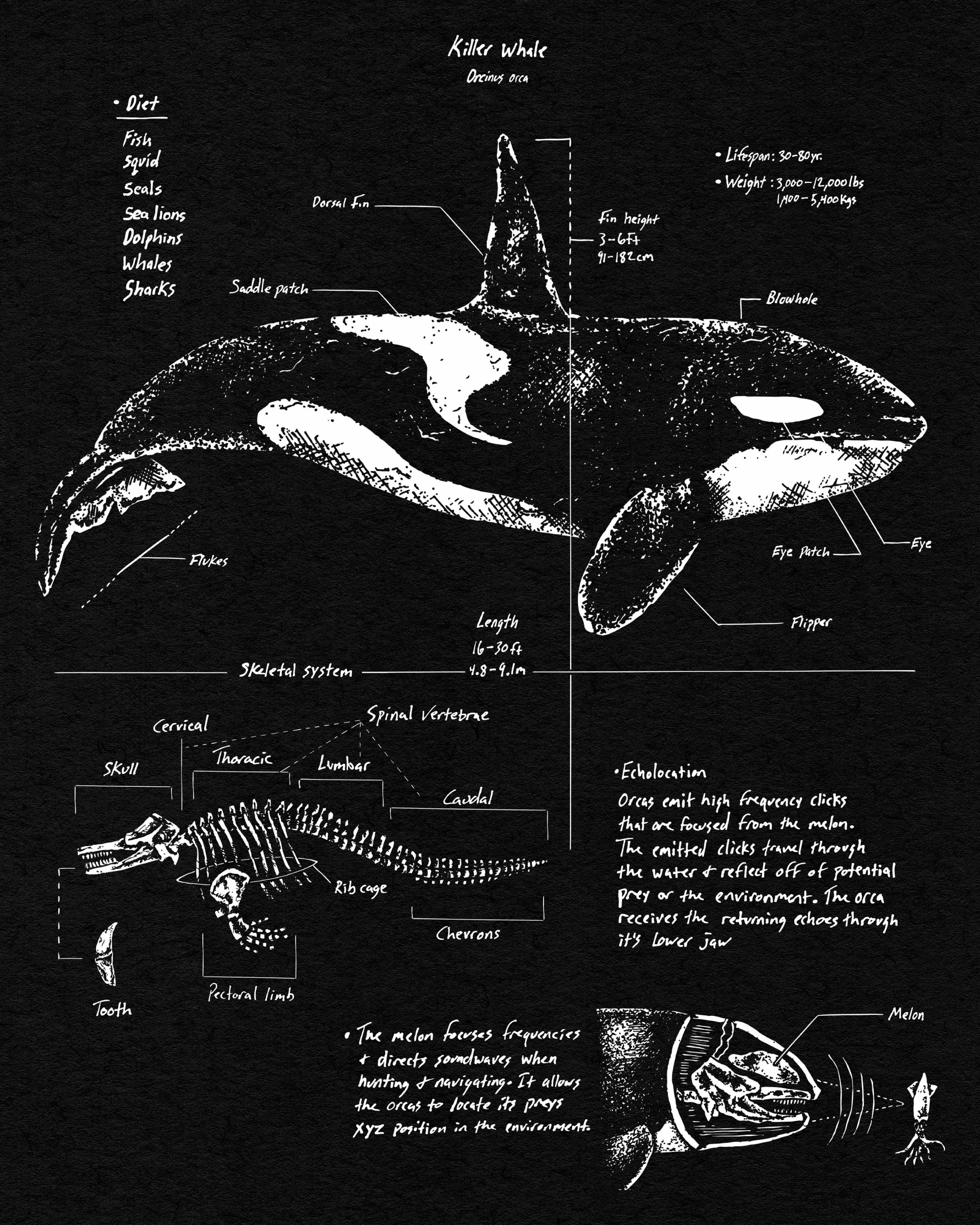 Orca Anatomy Women's Oversized Sweatshirt